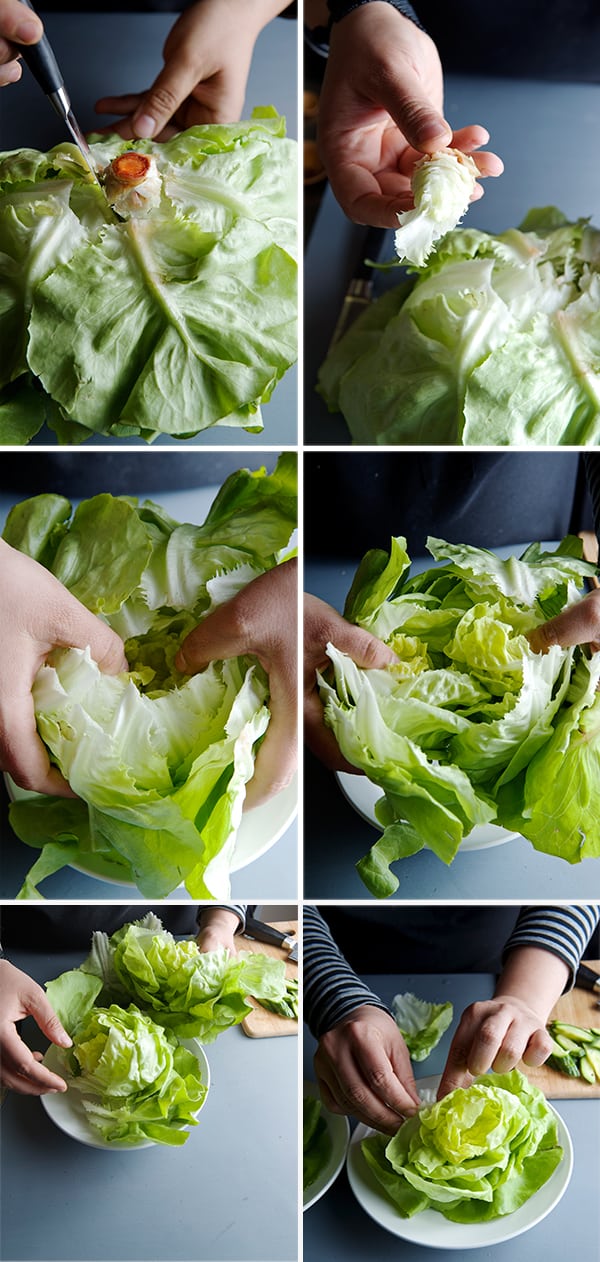 How-to-leaf-a-boston-Lettuce~Yes, more please!