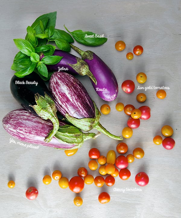 Eggplant-Parmiggiana_beauty-ingredients